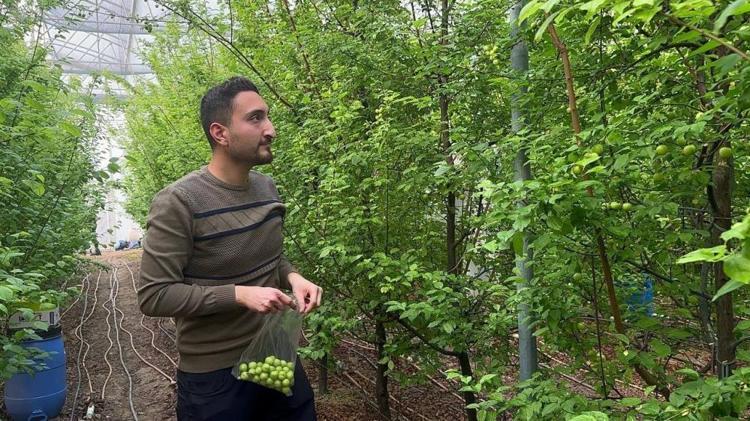 Arap şeyhlerinin gözdesi Kilosu çeyrek altınla yarışıyor