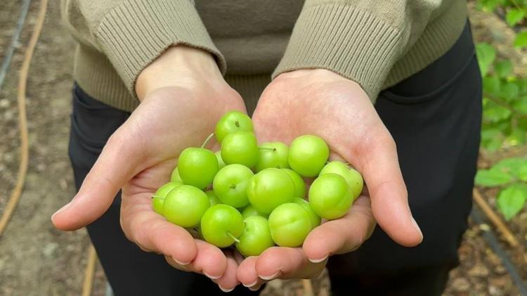 Arap şeyhlerinin gözdesi Kilosu çeyrek altınla yarışıyor