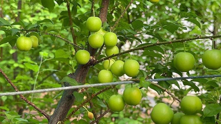 Arap şeyhlerinin gözdesi Kilosu çeyrek altınla yarışıyor