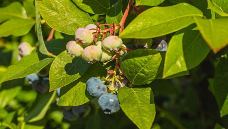 Karadenizde yetişiyor Kolesterolü, şekeri dengeliyor: Avuç avuç yiyen hastalanmaz