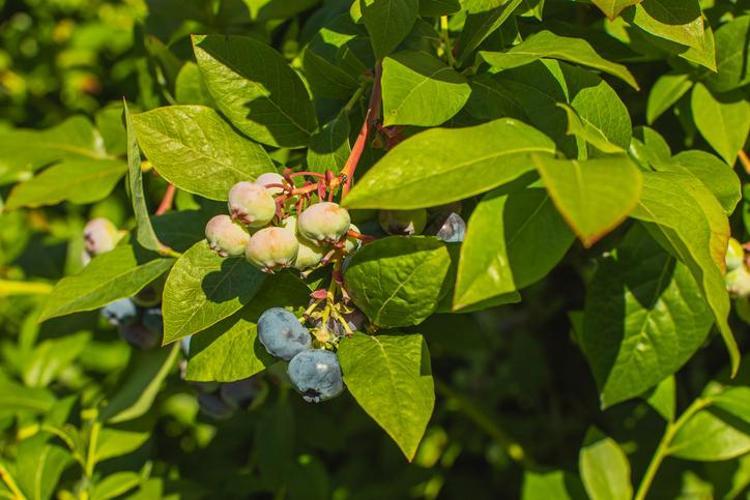 Karadenizde yetişiyor Kolesterolü, şekeri dengeliyor: Avuç avuç yiyen hastalanmaz