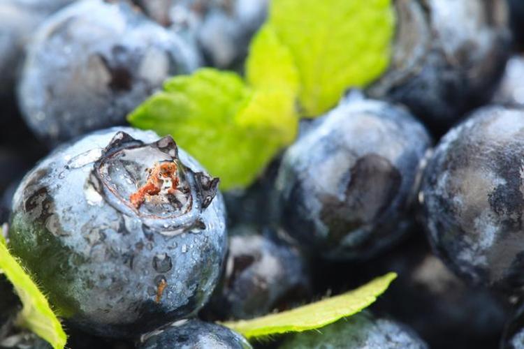 Karadenizde yetişiyor Kolesterolü, şekeri dengeliyor: Avuç avuç yiyen hastalanmaz