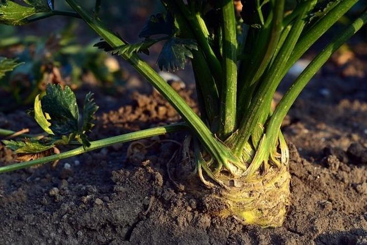 A,C,D,E,K vitaminlerini tek seferde vücuda yüklüyor: Kilosu 60 TL Kolesterolü silip atıyor, kabızlığı tarihe gömüyor