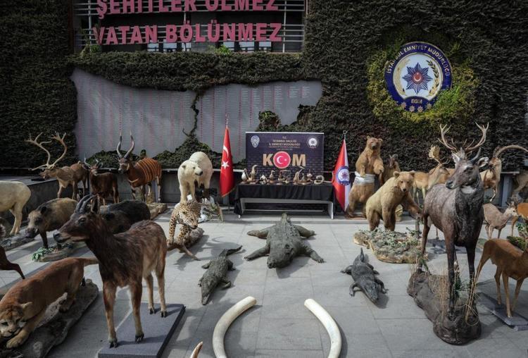 Yaban hayatını kurutmuş Son Anadolu Kaplanını da o vurdu