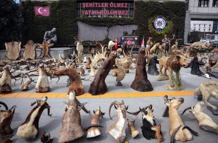 Yaban hayatını kurutmuş Son Anadolu Kaplanını da o vurdu