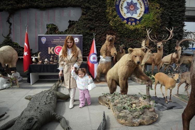 Yaban hayatını kurutmuş Son Anadolu Kaplanını da o vurdu