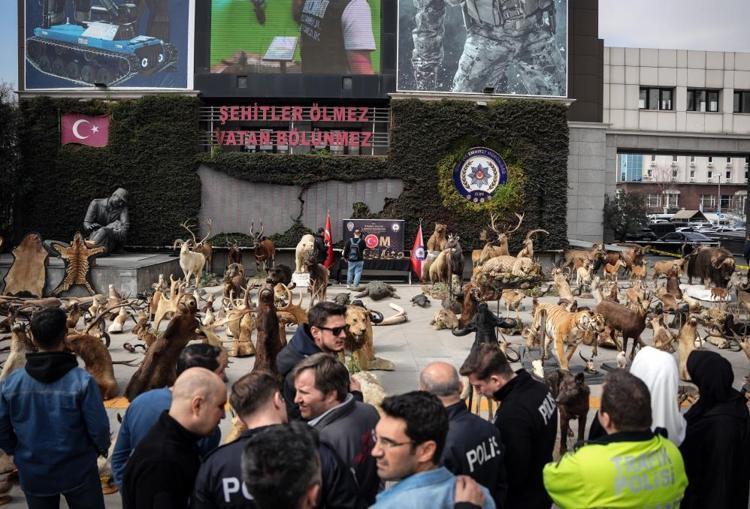 Yaban hayatını kurutmuş Son Anadolu Kaplanını da o vurdu