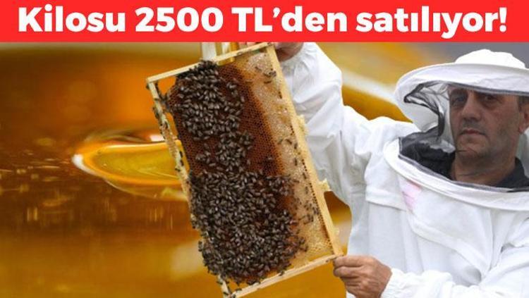 Rizeden dünyaya kilo kilo satılıyor Dünyanın en doğal besini: Kilosu 2500 TL Kanı temizleyip şekeri anında dengeliyor