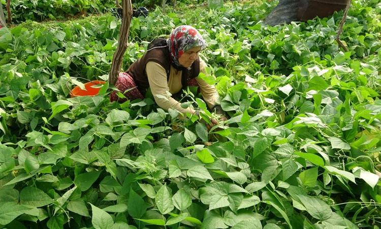 Kilosu 70 TLden pazarda yerini aldı C vitamini deposuymuş ama kimse bilmiyor: Kanser riskini yüzde 40 azaltıyor
