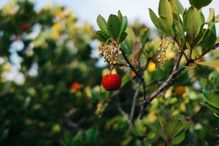 KOCA YEMİŞİN FAYDALARI