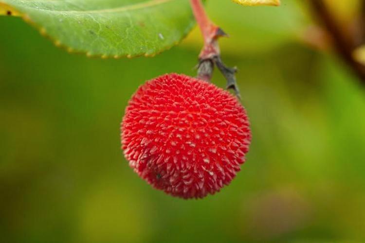 Ticari değeri altından yüksek: Trakya ve Egede kendi kendine yetişiyor Çinliler ise avuç avuç yiyor