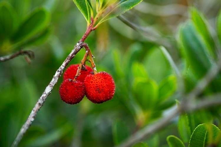 Ticari değeri altından yüksek: Trakya ve Egede kendi kendine yetişiyor Çinliler ise avuç avuç yiyor