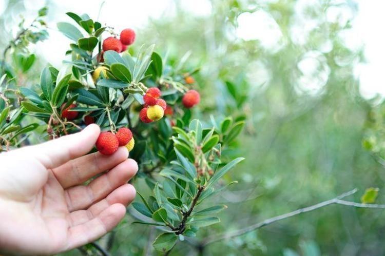 KOCA YEMİŞ NASIL TÜKETİLMELİ