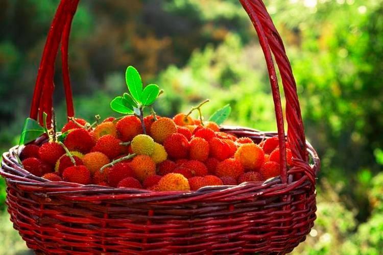 Ticari değeri altından yüksek: Trakya ve Egede kendi kendine yetişiyor Çinliler ise avuç avuç yiyor