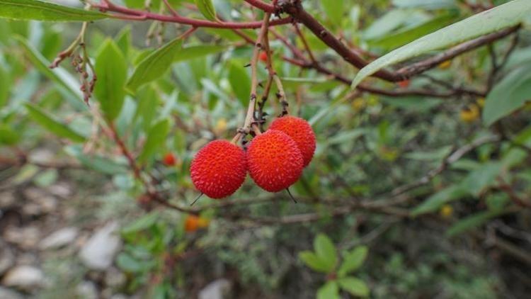 Ticari değeri altından yüksek: Trakya ve Egede kendi kendine yetişiyor Çinliler ise avuç avuç yiyor
