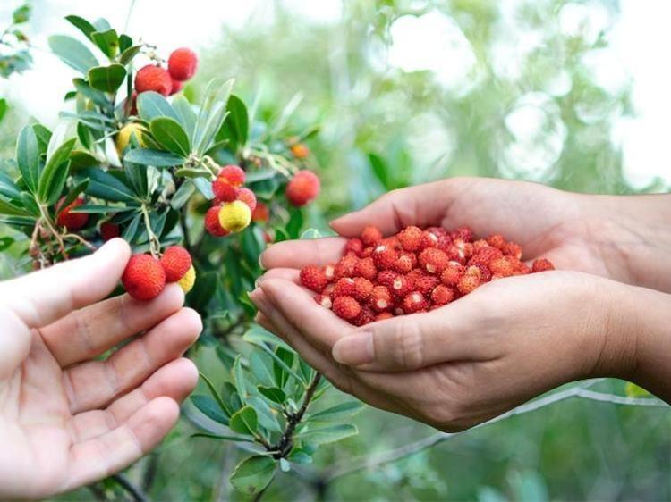 Ticari değeri altından yüksek: Trakya ve Egede kendi kendine yetişiyor Çinliler ise avuç avuç yiyor