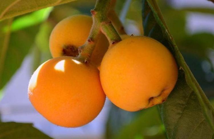 BÖBREK VE MESANE TAŞLARINI DÖKÜYOR