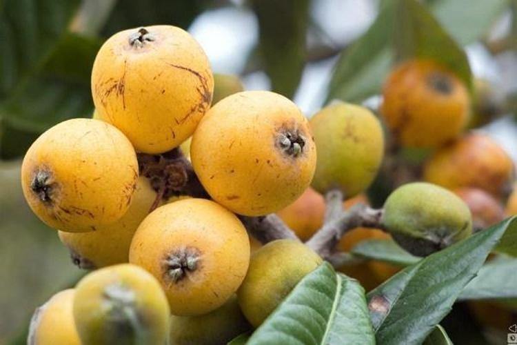 SİNDİRİMİN EN İYİ DOSTU