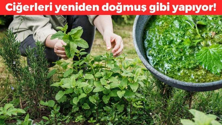 Egeden tüm dünyaya yayılıyor Haftada 3 kez yiyince kolesterolü damardan kazıyıp ciğerleri yeniden doğmuş gibi yapıyor