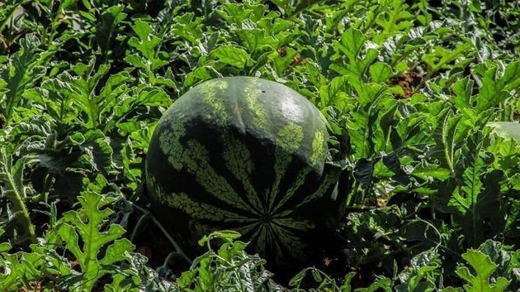 Değerini sadece Hintliler biliyor Hekimlerin imparatorundan 1000 yıllık reçete: Bin derde deva, karaciğeri yağlardan arındırıp yeniden doğmuş gibi yapıyor