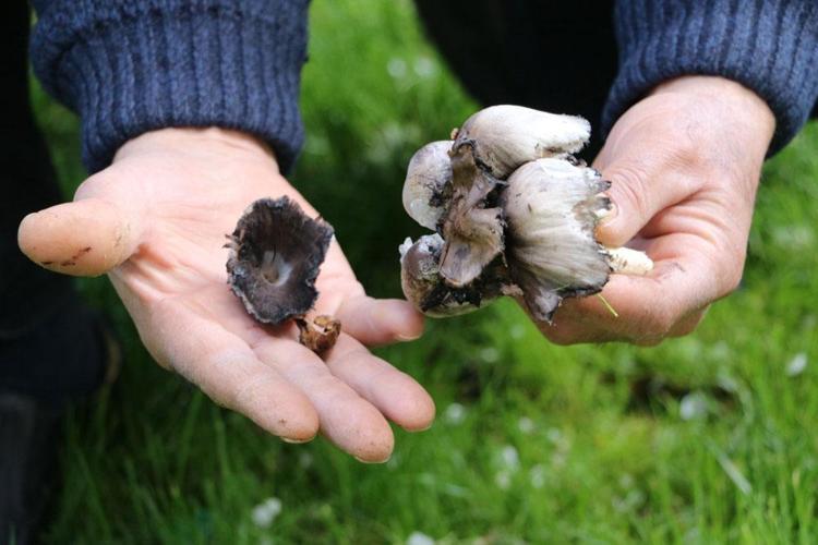 Türkiyede doğada yetişiyor ama vücudu zehirliyor 100 çeşidi var, ayırt etmek zor: Organları çürütüp ölüme kadar götürüyor