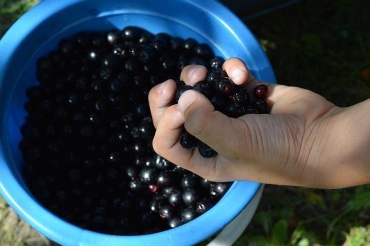 BAĞIŞIKLIK SİSTEMİNİ GÜÇLENDİRİR