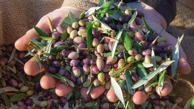 Mersinde yetişiyor, kilosu 350 TLyi buldu Avrupadan Rusyadan talep yağıyor