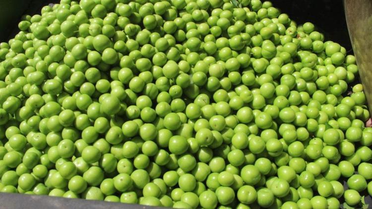 Mersinde yetişiyor, kilosu 350 TLyi buldu Avrupadan Rusyadan talep yağıyor