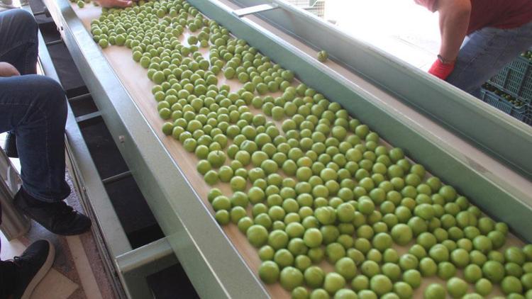Mersinde yetişiyor, kilosu 350 TLyi buldu Avrupadan Rusyadan talep yağıyor