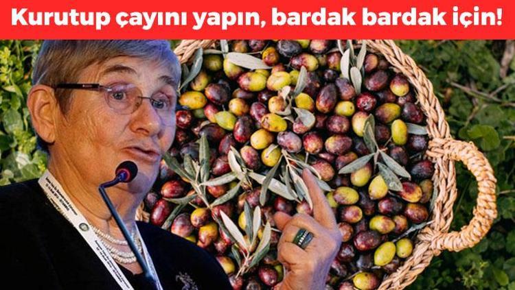 Canan Karatay ısrarla tavsiye etti: 2000 yıllık mucize, kurutup çayını bardak bardak için Tıkalı damarları açıp kolesterolü dengeliyor