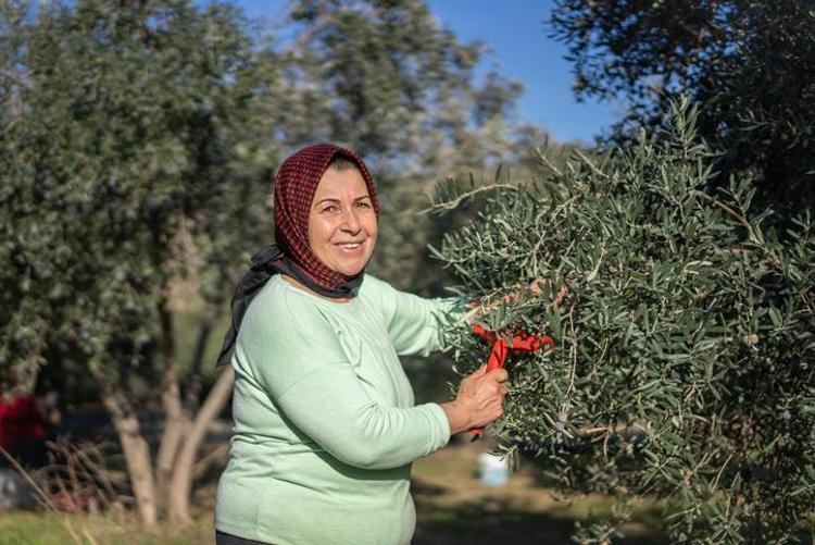 ZEYTİN YAPRAĞININ FAYDALARI