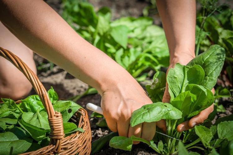 Doğada kendi kendine yetişen en güçlü mikrop öldürücü Doğal bağırsak çözücü: Organlardaki iltihabı söküyor