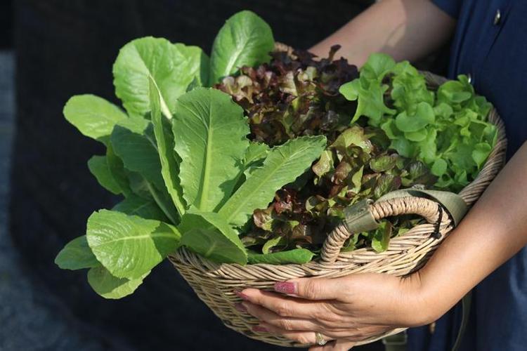 Doğada kendi kendine yetişen en güçlü mikrop öldürücü Doğal bağırsak çözücü: Organlardaki iltihabı söküyor