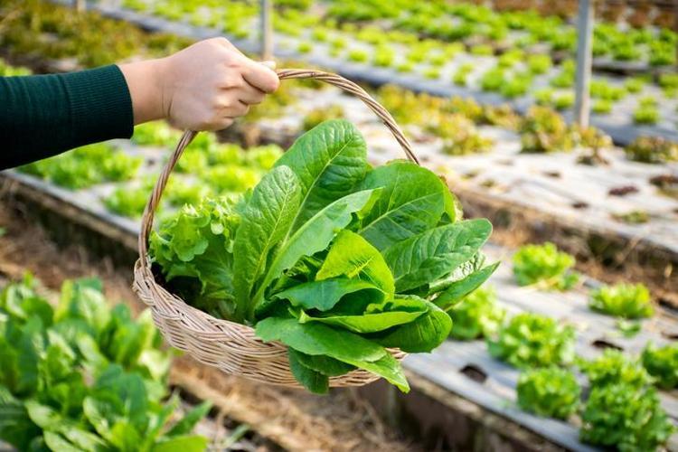 Doğada kendi kendine yetişen en güçlü mikrop öldürücü Doğal bağırsak çözücü: Organlardaki iltihabı söküyor