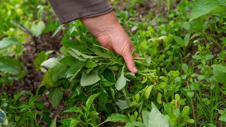 Doğada kendi kendine yetişen en güçlü mikrop öldürücü Doğal bağırsak çözücü: Organlardaki iltihabı söküyor