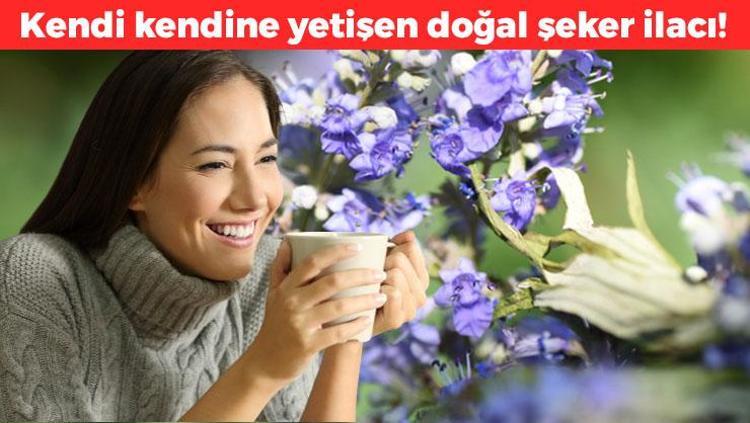 Türkiyede kendi kendine yetişen doğal şeker ilacı Aktarda kilosu 180 TL: Kan basıncını düşürüp kolesterolü dengeliyor, vücudu zımba gibi yapıyor