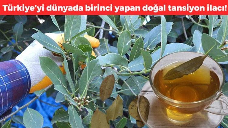 Denizliden Avrupa ve Amerikaya yayılıyor Doğal tansiyon ilacı, çayını yapıp bardak bardak içince inatçı öksürüğü bıçak gibi kesiyor