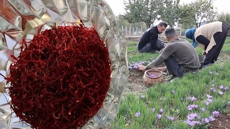Türkiyede gramı 200 liradan satılıyor Dünyanın en pahalı baharatı: Damarlardaki iltihabı söküyor, kalp krizi riskini azaltıyor