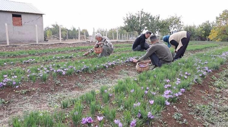 Türkiyede gramı 200 liradan satılıyor Dünyanın en pahalı baharatı: Damarlardaki iltihabı söküyor, kalp krizi riskini azaltıyor
