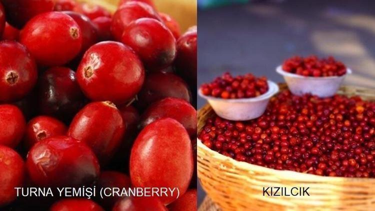Karadenizde kendiliğinden yetişiyor: 1 avuç yiyince idrar yolu enfeksiyonunu anında temizliyor