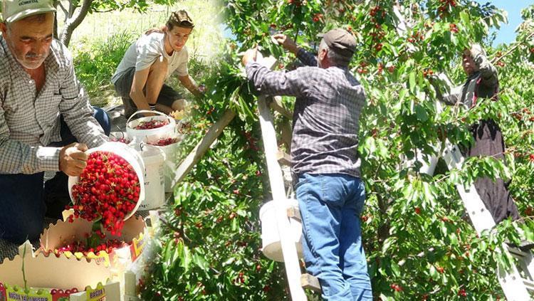 Mersinde yetişiyor ama Ruslar kapış kapış alıyor Pazarda kilosu 70 TLyi buldu: Kabızlığı bitirip bağırsakları motor gibi çalıştırıyor
