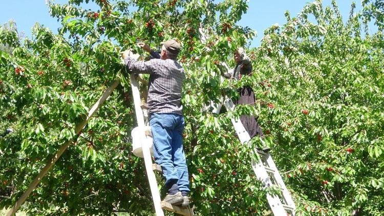 Mersinde yetişiyor ama Ruslar kapış kapış alıyor Pazarda kilosu 70 TLyi buldu: Kabızlığı bitirip bağırsakları motor gibi çalıştırıyor