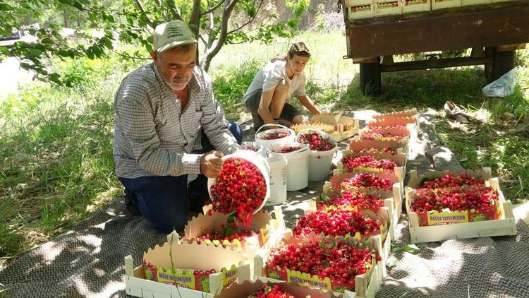 Mersinde yetişiyor ama Ruslar kapış kapış alıyor Pazarda kilosu 70 TLyi buldu: Kabızlığı bitirip bağırsakları motor gibi çalıştırıyor