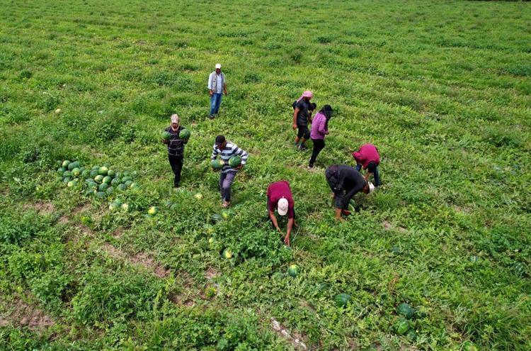 Adana’dan Rusyaya, Yunanistana gönderiliyor Organları yeniden doğmuş gibi yapan meyve: Vücuda potasyum, magnezyum, C vitamini yüklüyor