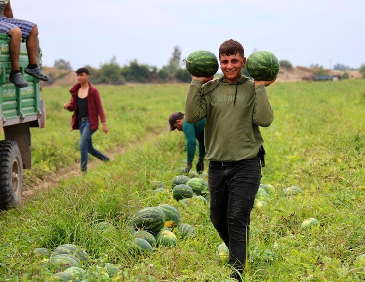 Adana’dan Rusyaya, Yunanistana gönderiliyor Organları yeniden doğmuş gibi yapan meyve: Vücuda potasyum, magnezyum, C vitamini yüklüyor