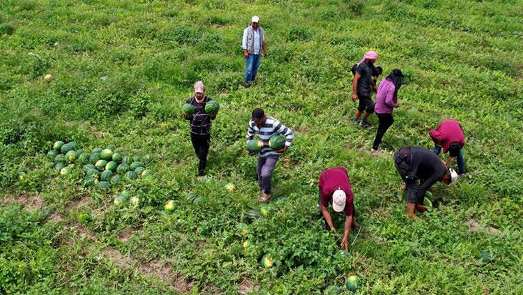 Adana’dan Rusyaya, Yunanistana gönderiliyor Organları yeniden doğmuş gibi yapan meyve: Vücuda potasyum, magnezyum, C vitamini yüklüyor