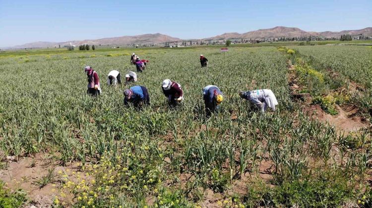 DOĞAL SARIMSAĞIN FAYDALARI NELERDİR
