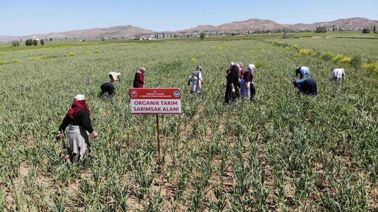Aksarayda yetiştiriliyor, değerini Ruslar ve Almanlar biliyor Kolesterolü damardan kazıyıp damarları genişletiyor, doğal antibiyotik