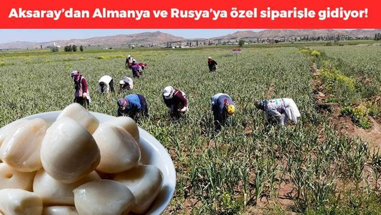 Aksarayda yetiştiriliyor, değerini Ruslar ve Almanlar biliyor Kolesterolü damardan kazıyıp damarları genişletiyor, doğal antibiyotik