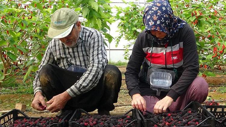 Kahvaltıda kaşık kaşık yiyin: Kansızlığı bitirip bağırsakları motor gibi çalıştırıyor Doğanın demir bombası besin
